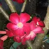 Cary Ramirez - @cary.ramirez4 - TikTok
