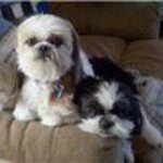 Caryn Erickson - @woodstoc72 - Instagram