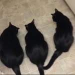 Caryn Hill - @blackcatcollector - Instagram