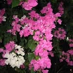 Caryn Hill - @carynhill1962 - Instagram