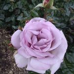 Caryn May - @pdxcrm - Instagram