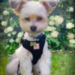 Caryn Smart - @tucker.morkie.pom - Instagram