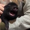 Casandra Ray - @winstonthepig - TikTok