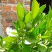 Casandra Rocha - Facebook