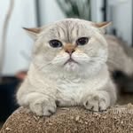 Cassandra - @casandra_scottish - Instagram