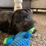 Rajeanne & Casey Allman - @lordvadertheschnauzer - Instagram