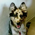 Casey - @casey_altdeutscherhuetehund - Instagram