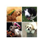 Casey◦Angel◦Teddy◦Buddy - @caseyangelteddybuddy - Instagram