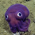casey paul arthur - @derp_teh_squid - Instagram