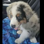 @casey_aussie_shepherd - Instagram