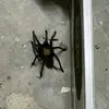 Casey Bellows - @casey.bellows - TikTok