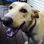 Emma Coffey - @casey.bentley.puppies - Instagram
