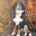 Casey - @bernersennen_casey - Instagram
