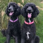 Casey Braun - @stella_and_sophy - Instagram