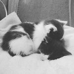 Casey & Buttercup - @casey_n_buttercup - Instagram