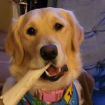 casey&camper_goldenPups - @casey.girl2020_goldenpuppies - Instagram