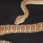 Casey Cannon - @cannonfirereptiles - Instagram