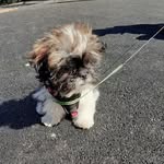 CASEY🐶 - @casey._.catelusul - Instagram