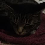 Pepper - @casey_categiz - Instagram