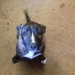 casey chewy pippin cathcart 18 - @caseycathcart - Instagram