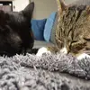 Cato_Casey - @cato_casey - TikTok