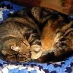 Casey Felus-Cattus - Facebook