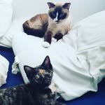 Casey's Cattery 😻 - @caseyscattery - Instagram