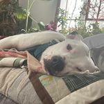 Casey Chamberlain - @chamberlain48231 - Instagram