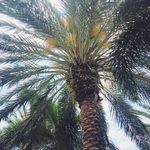 Casey Chappell - @southofcentral - Instagram