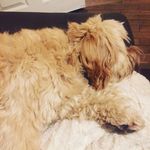 Casey The Dog Thats Cheekey - @casey_the_dog_thats_cheekey - Instagram