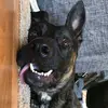 Casey Choate - @koda_bear05 - TikTok