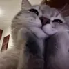 caseyccchoi - @caseyccchoi1 - TikTok