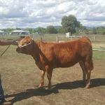 Casey Clarke - @cj.clarke_limousin - Instagram