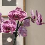 casey mclean click - @caseyclickhome - Instagram