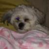 casey_coco2 - @casey_coco2 - TikTok