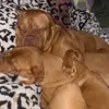 Babyboo - @caseycorbett - TikTok