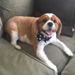 Rose Casey Corbett - @rosecorbett1 - Instagram