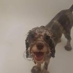 casey cornish - @nachoo_puppy - Instagram