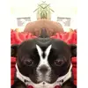 Casey Cota - @pandahairs - TikTok