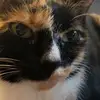 Casey Cramer - @gingerpaws18 - TikTok