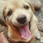 Casey Craven - @casey.pet - Instagram