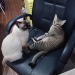 Case Yoottakorn Deutsch - @case2kittens - Instagram