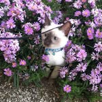 Casey French - @pinotthesiamese - Instagram