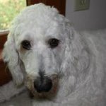 Casey Gorman - @cpgorman - Instagram