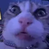 casey grant - @yourlocalveggiestick - TikTok