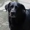 Casey Grant - @dog_lover_casey - TikTok