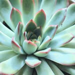 Casey Grubbs - @the_echeveria_studios - Instagram