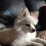 Casey Herman - @casey_the_puppydog_2254 - Instagram