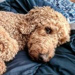Casey Holden - @casey_the_goldendoodle - Instagram