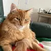Casey Holden  - @caseyholden - TikTok
